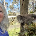  Powell Koala, Cleland Wildlife Park, SA.17